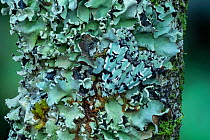 Scarce Merveille du Jour moth (Moma alpium) camouflaged agains lichen, Beetzseeheide, Germany, March