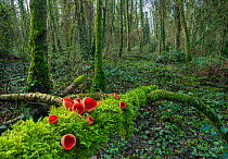 Scarlet elf cup fungus (Sarcoscypha coccinea) on fallen log in woodland, Peatlands Park Co. Armagh, Northern  Ireland, UK. February