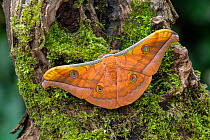 Moth (Antheraea jana) Java, Indonesia. Controlled conditions