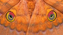 Moth (Antheraea jana) close up of eyespots, Java, Indonesia.