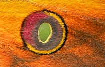 Moth (Antheraea jana) close up of eyespot, Java, Indonesia. Controlled conditions