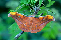 Moth (Antheraea jana) Java, Indonesia.