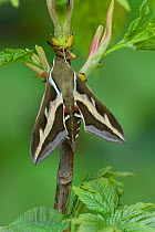 Bedstraw hawk-moth (Hyles gallii) Wallis, Switzerland, April. Controlled conditions, April. Controlled conditions
