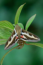 Bedstraw hawk-moth (Hyles gallii) Wallis, Switzerland, April. Controlled conditions