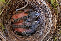 Blackbird chicks (Turdus merula) in their nest in a bicycle basket, Jarfalla, Sweden