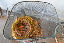 Blackbird chicks (Turdus merula) in their nest in a bicycle basket, Jarfalla, Sweden