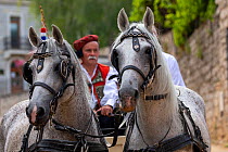 Horses pulling man in carriage during Alka procession. Held on the first Sunday in August since 1715 the Alka commemorates the victory of Christians over Ottoman Turks. Inscribed on UNESCO Intangible...