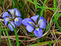 Algerian iris (Iris unguicularis) in flower, cultivated plant, Norfolk, England, UK. March.