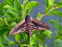 Privet hawk-moth (Spinx ligustri) on privet, Ligustrum hedge, Norfolk, England, UK.