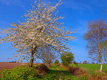 Wild cherry (Prunus avium) in flower, Norfolk, England, UK.