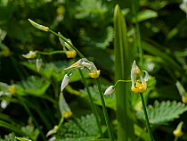 Few-flowered garlic (Allium paradoxum ) invasive plant, Norfolk, England, UK.