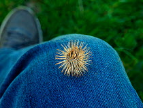 Common burdock (Arctium) seed heads caught on clothing, England, UK, April.