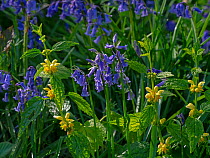 Bluebells (Hyacinthoides non-scriptus) in flower with Yellow archangel (Lamium galeobdolon) Blickling Great Wood, Norfolk, England, UK, April