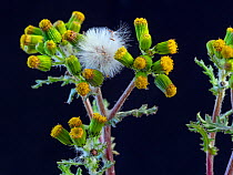 Common groundsel (Senecio vulgaris) flowers and seed heads, Norfolk , England, UK.