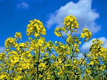 RF - Rapeseed (Brassica napus subsp. napus) in flower, England, UK, April. (This image may be licensed either as rights managed or royalty free.)
