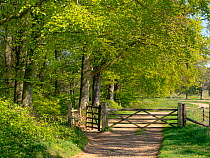 RF - Track leading to gate alongside Beech trees (Fagus sylvatica) in early spring with new leaves, Blickling Park, Norfolk,E ngland, UK. April (This image may be licensed either as rights managed or...