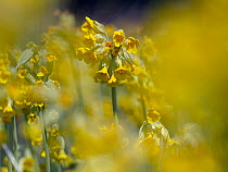 RF - Cowslips (Primula veris) growing in grass pasture on organic farm in Norfolk (This image may be licensed either as rights managed or royalty free.)