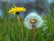 RF - Dandelion (Taxaxacum officinale) seed heads and flowers, England, UK, (This image may be licensed either as rights managed or royalty free.)