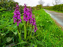 RF - Early purple orchid (Orchis mascula) growing in in roadside verge along Norfolk lane, England, UK, April. (This image may be licensed either as rights managed or royalty free.)