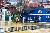 Pub in flooded street, shop owner wading through River Severn flood waters. After Storm Ciara and Storm Dennis, the wettest February recorded in the UK. Shrewsbury, Shropshire, England, UK. February 2...