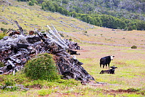 Pile of tree trunks in grassland alongside Cattle. Area formerly a native Beech (Nothofagus sp) and Pine forest deforested to make way for ranching. Between Puerto Natales and Seno Obstruccion, Magall...