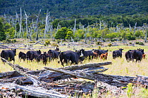 Cattle in grassland, formerly a native Beech (Nothofagus sp) and Pine forest deforested to make way for ranching. Magallanes, Patagonia, Chile. January 2020.
