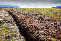 Ditch through peat bog to drain land. Seno Obstruccion, Patagonia, Chile. January 2020.