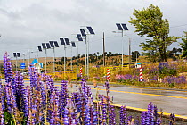 Street lights on roadside powered by photovoltaic panels, Lupin (Lupinus sp) flowering in foreground. Between Punta Arenas and Puerto Natales, Magallanes, Chile. January 2020.