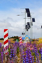 Lupin (Lupinus sp) flowering beneath photovoltaic panels on roadside, between Punta Arenas and Puerto Natales, Magallanes, Chile. January 2020.