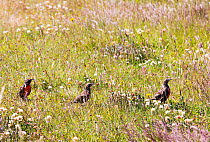 Long tailed meadowlark (Sturnella loyca), three in grassland. Torres del Paine National Park, Patagonia, Chile. January.