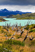 Woodland destroyed by forest fire, Lake Pehoe and mountains in background. Torres del Paine National Park, Patagonia, Chile. January 2020.
