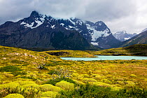 Hummocks of vegetation around Lake Nordenskjold, mountains in background. Torres del Paine National Park, Patagonia, Chile. January 2020.