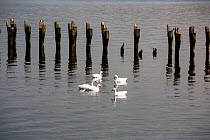 Coscoroba swan (Coscoroba coscoroba) beside wooden posts, reflected in water. Puerto Natales, Patagonia, Chile. January.