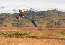 Cinereous harrier (Circus cinereus) in flight, hunting over grassland. Torres del Paine National Park, Patagonia, Chile. January 2020.
