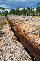 Ditch through peat bog, used to drain land. Seno Obstruccion, Patagonia, Chile. January 2020.