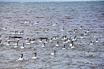 Black necked swan (Cygnus melancoryphus) flock on water. Puerto Natales, Magallanes, Chile. January.
