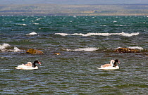 Black necked swan (Cygnus melancoryphus), two with cygnets riding on parents&#39; backs. Puerto Natales, Magallanes, Chile. January.