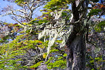 Lichens hanging from branches in native Beech (Nothofagus sp) and Pine forest. Between Puerto Natales and Seno Obstruccion, Magallanes, Chile. January.