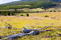 Pasture land, formerly native Beech (Nothofagus sp) and Pine forest cleared for cattle ranching, remaining forest in background. Between Puerto Natales and Seno Obstruccion, Magallanes, Chile. January...