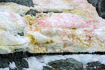 Snow algae giving melting snow pack a pink colour. Detaille Island, Graham Land, Antarctica. January 2020.