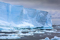 Tabular iceberg floating in Weddell Sea, iceberg broken away from Larson C ice shelf. Adelie penguin (Pygoscelis adeliae) colony dwarfed on sea ice below. Near Danger Islands, Antarctica. December 201...