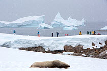 Weddell seal (Leptonychotes weddellii) hauled out on snow. Tourists from an expedition cruise ship walking in background, overlooking icebergs in Southern Ocean. Portal Point, Reclus Peninsula, Antarc...