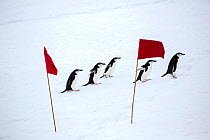 Chinstrap penguin (Pygoscelis antarcticus) group walking across snow, between red flags marking a route for tourists from expedition ship to follow. Palava Point, Two Hummock Island, Palmer Archipelag...