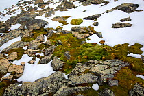 Moss and Lichen covered rocks revealed beneath melting snow. Palava Point, Two Hummock Island, Palmer Archipelago, Antarctica. December.