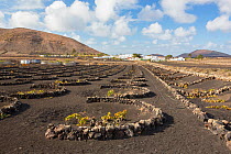 Traditional sheltered vineyard with rock walls to protect vines from strong winds, growing on black volcanic soil. Town and mountains in background. Lanzarote, Canary Islands, Spain. November 2019.