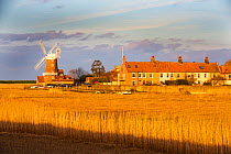 Windmill and houses in village viewed across Common reed (Phragmites australis) reedbed, in evening light. Cley, Norfolk, England, UK. March 2020.