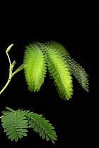 Sensitive plant (Mimosa pudica) leaves. Stroboscopic image showing collapse of stem following stimulation. Native to South and Central America.