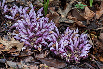 Purple toothwort (Lathraea squamaria), parasitic on roots of Oak (Quercus sp). In botanic garden, Surrey, England, UK. March.