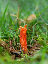 Scarlet caterpillarclub fungus (Cordyceps militaris). Surrey, England, UK. February.