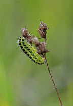 Six-spot burnet moth (Zygaena filipendulae) caterpillar. Surrey, England, UK. July.
